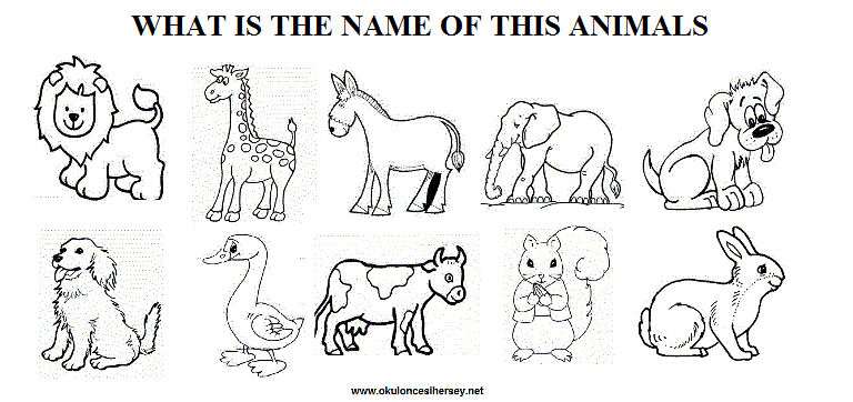 animal worksheet: NEW 597 ANIMAL WORKSHEET KINDERGARTEN