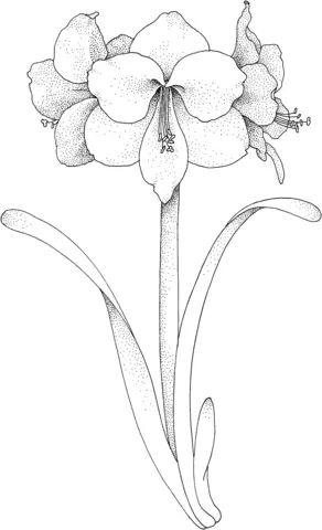 Çocuklar İçin Amaryllis Boyama Sayfaları 