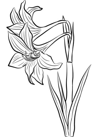 Çocuklar İçin Amaryllis Boyama Sayfaları 