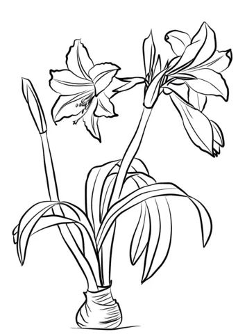 Çocuklar İçin Amaryllis Boyama Sayfaları 