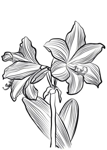 Çocuklar İçin Amaryllis Boyama Sayfaları 