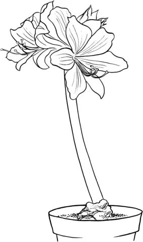 Çocuklar İçin Amaryllis Boyama Sayfaları 