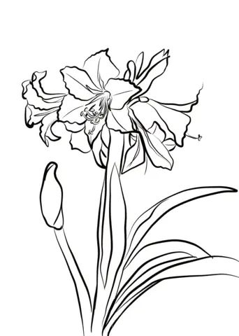 Çocuklar İçin Amaryllis Boyama Sayfaları 