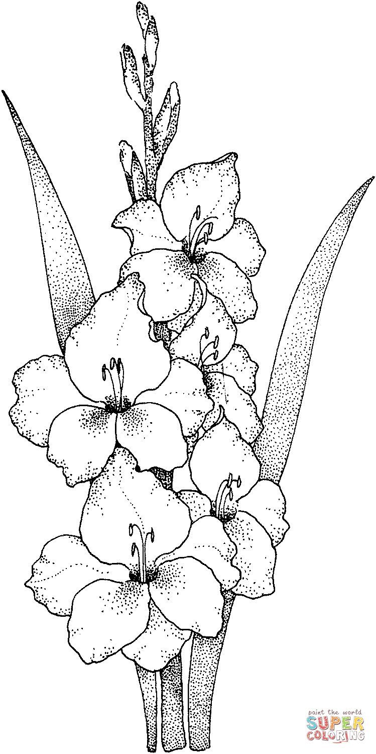 Çocuklar İçin Gladiolus Boyama Sayfaları 