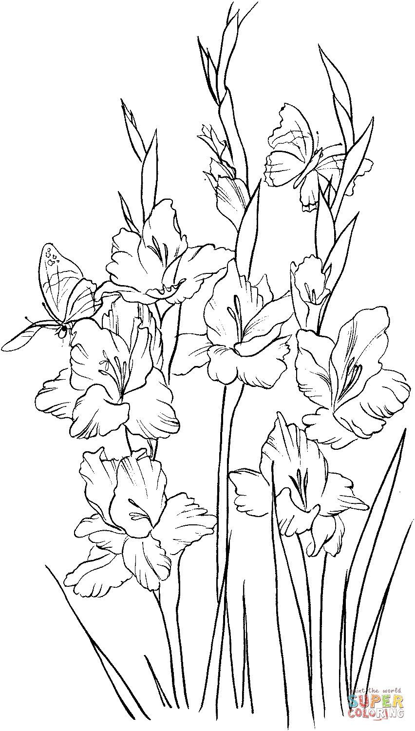 Çocuklar İçin Gladiolus Boyama Sayfaları 