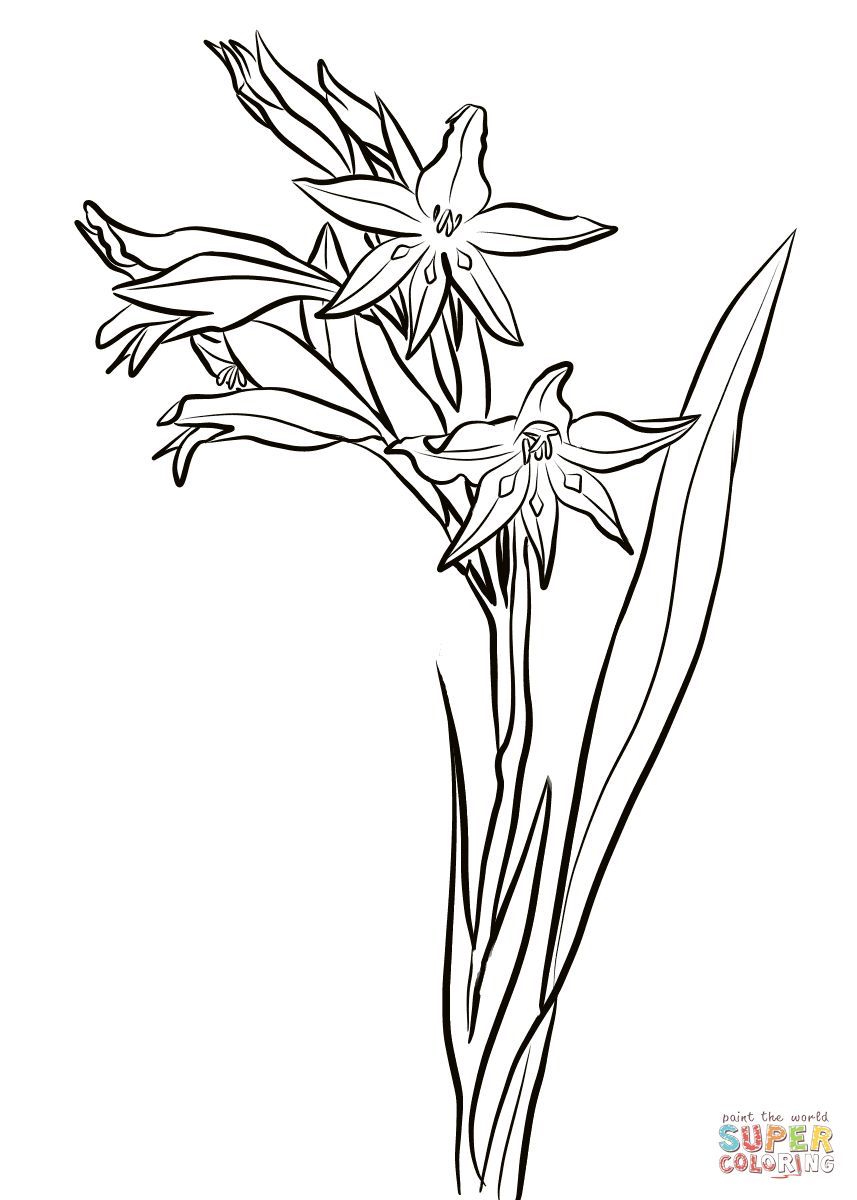 Çocuklar İçin Gladiolus Boyama Sayfaları 