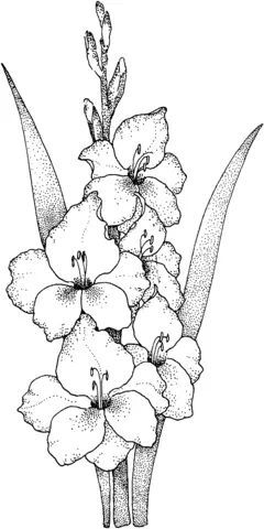 Çocuklar İçin Gladiolus Boyama Sayfaları 