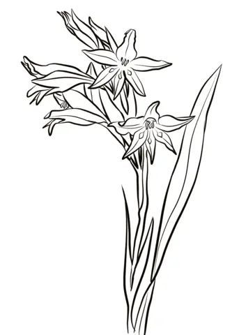 Çocuklar İçin Gladiolus Boyama Sayfaları 