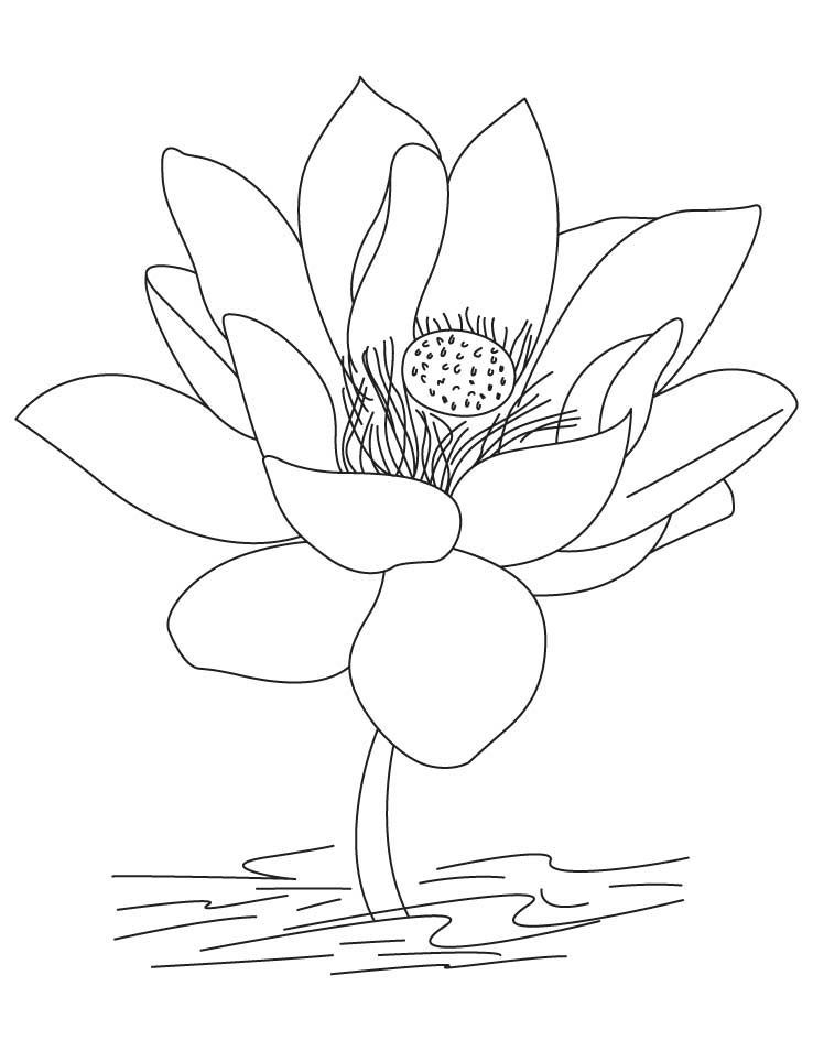 Çocuklar İçin Lotus Boyama Sayfaları 
