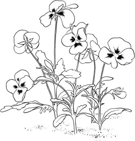 Çocuklar İçin Pansy Boyama Sayfaları 