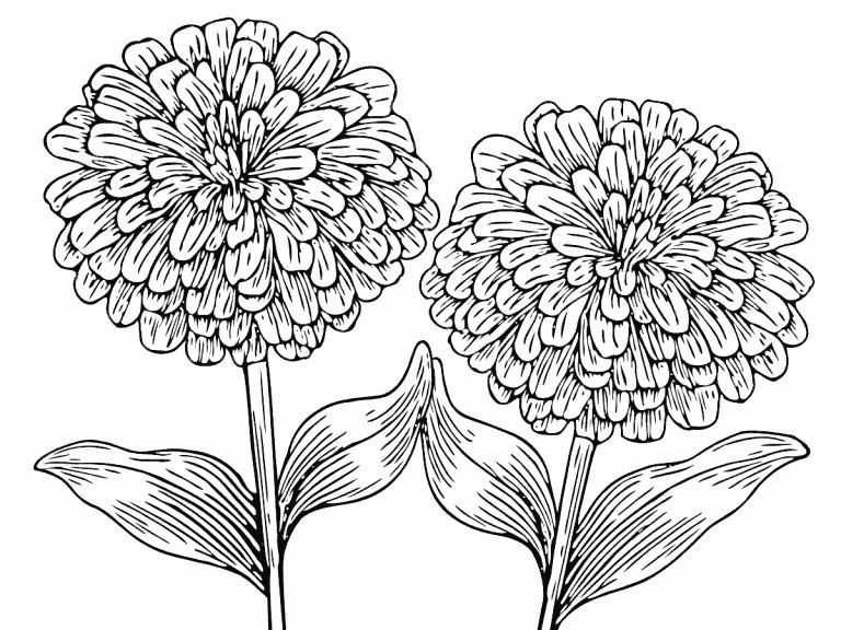 Çocuklar İçin Zinnia Boyama Sayfaları 