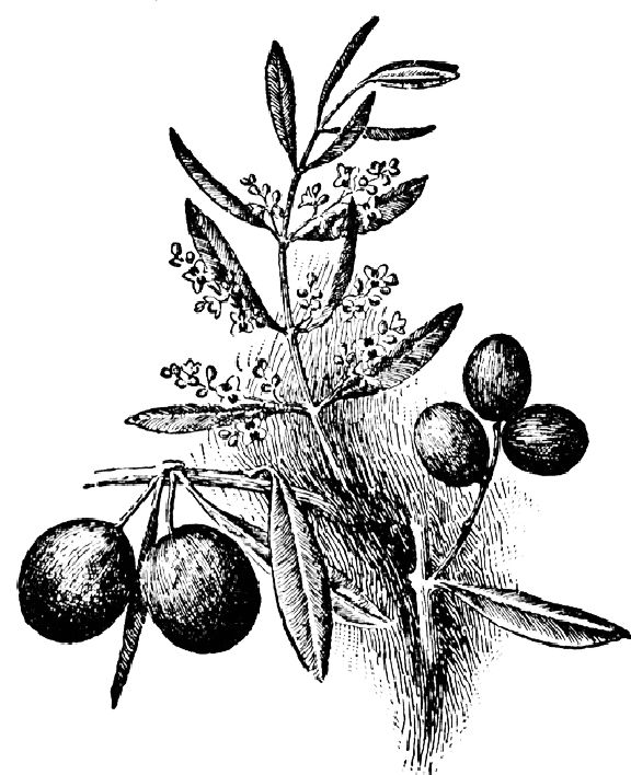 Çocuklar İçin Zeytin Boyama Sayfaları 
