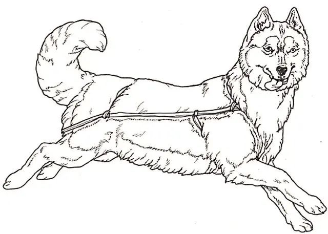 Çocuklar İçin Husky-Köpek Boyama Sayfaları 