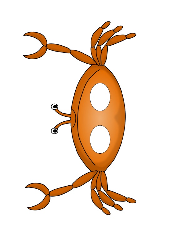 Çocuklar İçin  Deniz Canlıları Hazır Maske Şablonları 