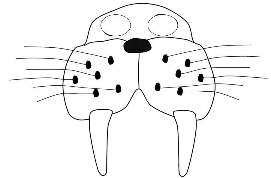 çocuklar için hazır kağıttan Fog maskesi şablonu