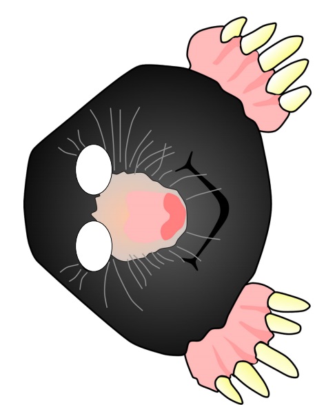 çocuklar için hazır kağıttan Köstebek maskesi şablonu