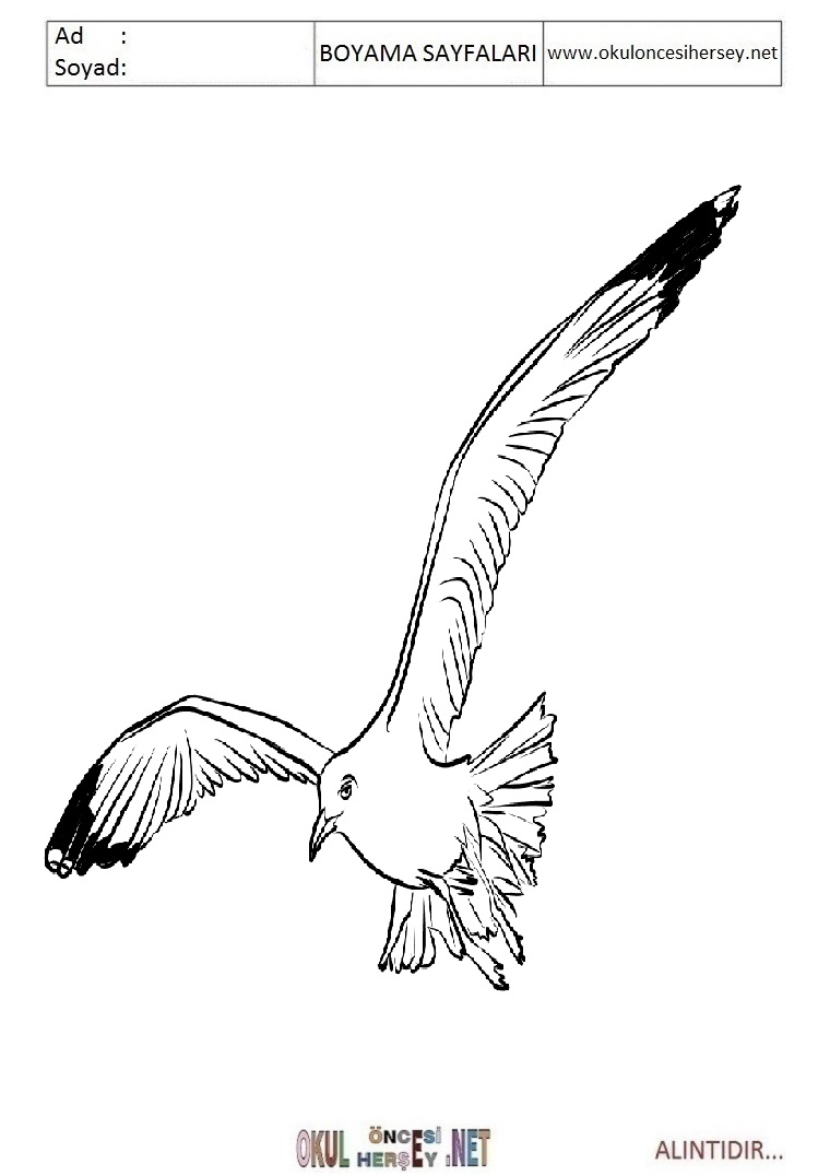 Marti Boyama Sayfalari