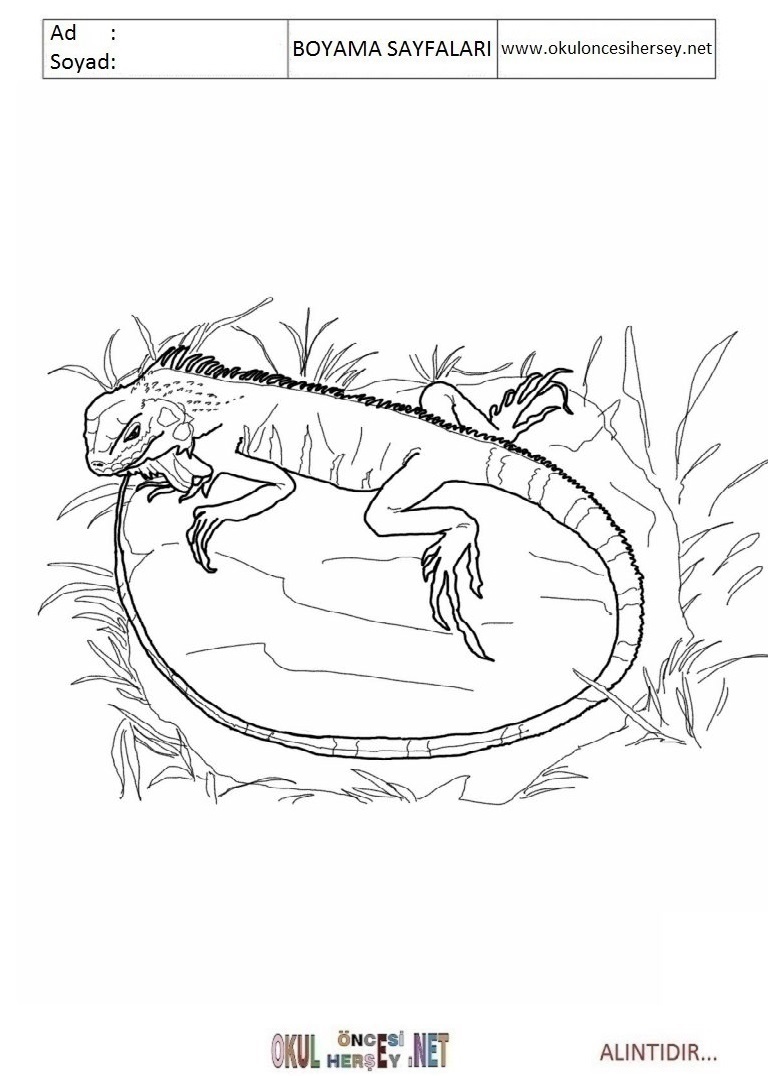 Çocuklar İçin iguana Boyama Sayfaları 