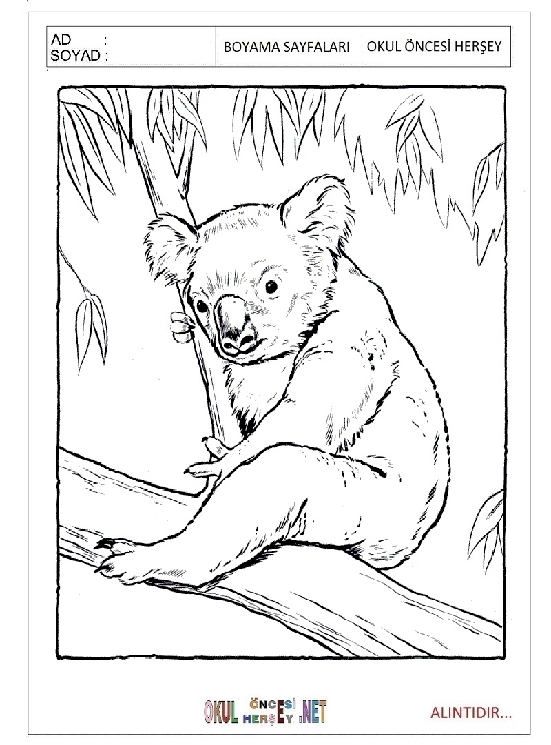 Çocuklar İçin Koala Boyama Sayfaları 