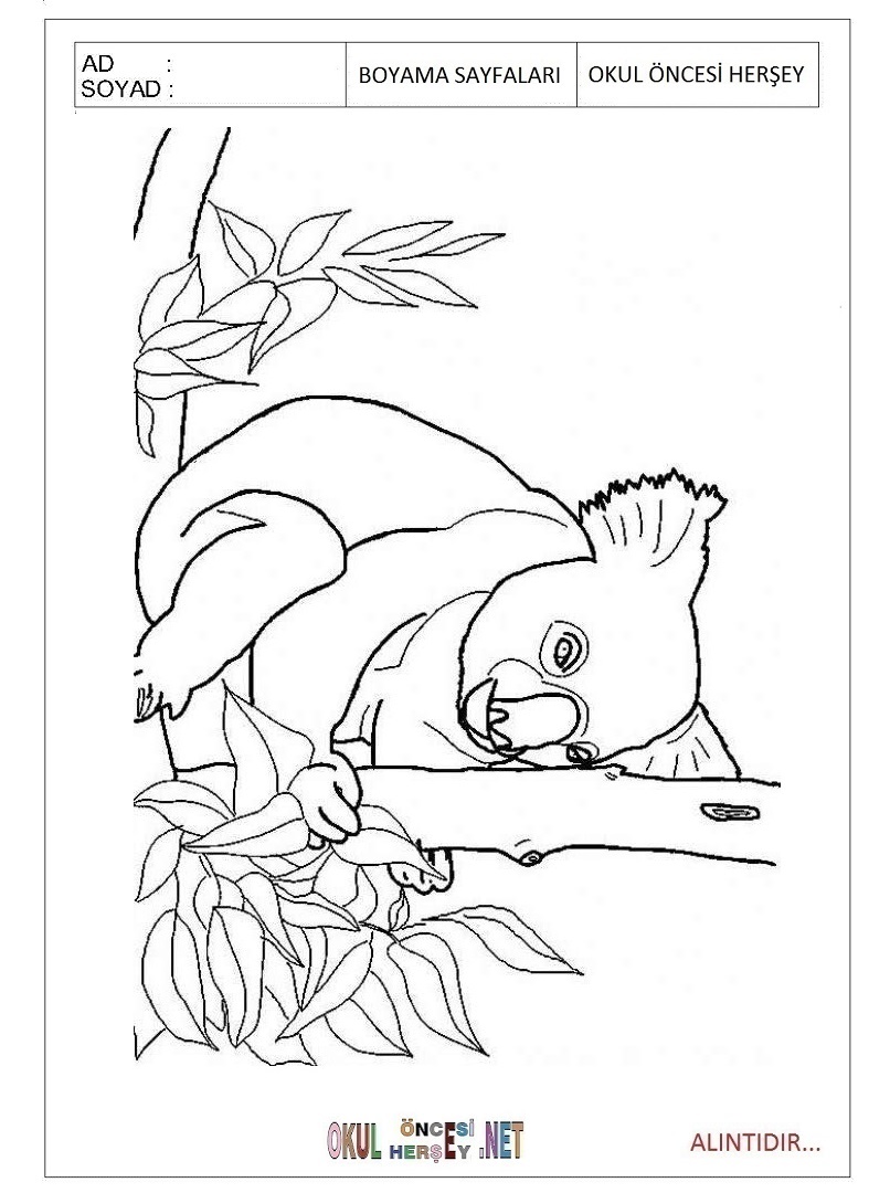 Çocuklar İçin Koala Boyama Sayfaları 