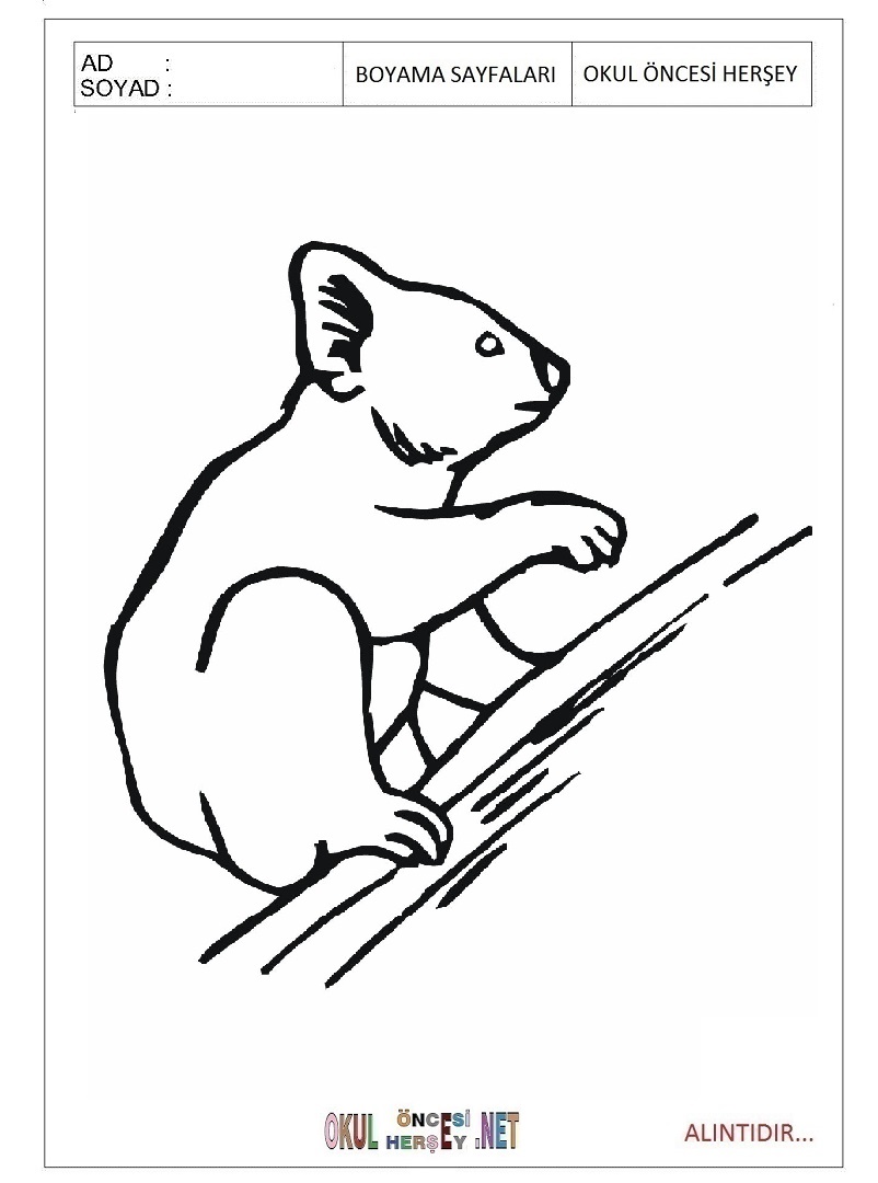 Çocuklar İçin Koala Boyama Sayfaları 