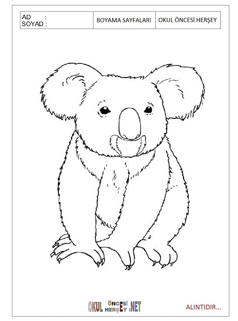 Çocuklar İçin Koala Boyama Sayfaları 