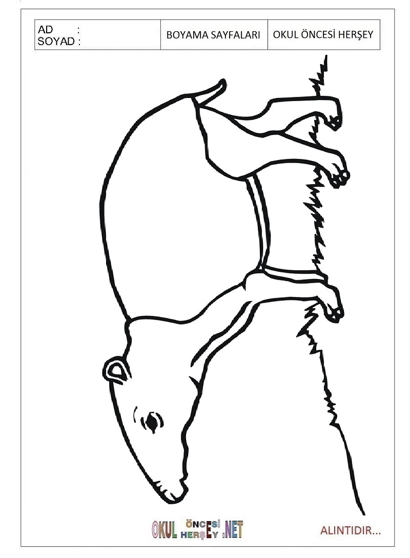 Çocuklar İçin Tapir Boyama Sayfaları 