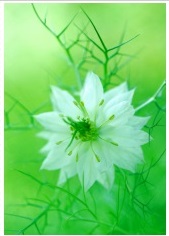 Özel Günler İçin Tebrik Kartları