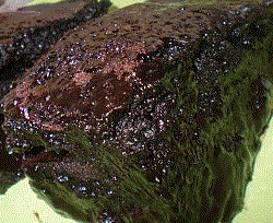Hurmalı Islak Kek
