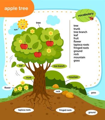 Çocuklar İçin  İngilizce Vocabulary  