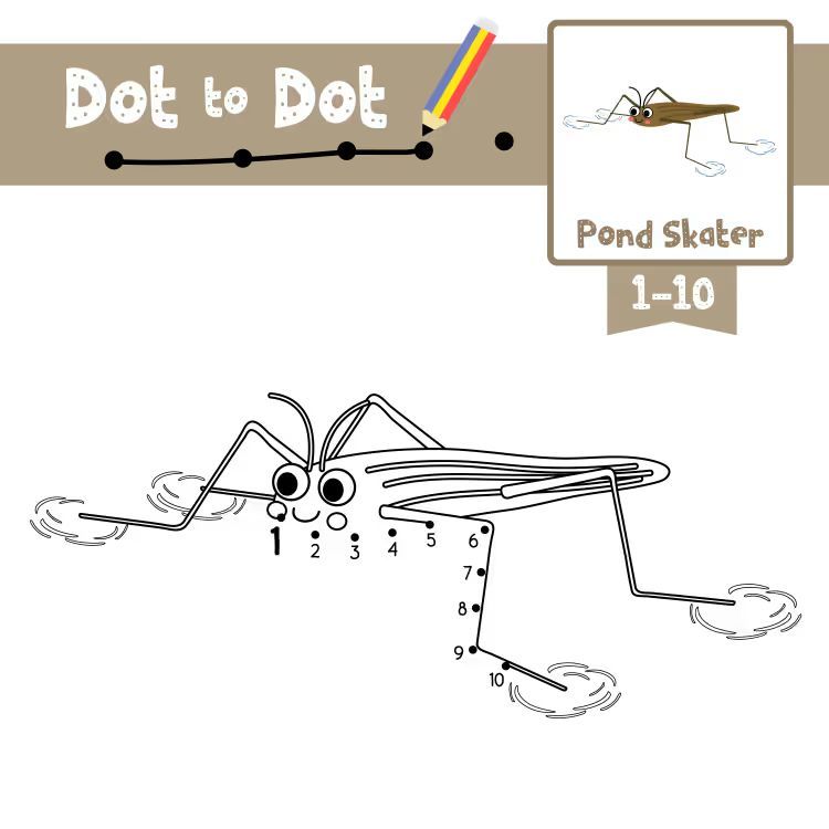 Çizgi Çalışmaları