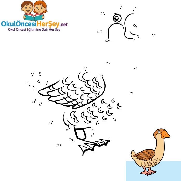 Çizgi Çalışmaları