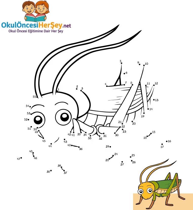 Çizgi Çalışmaları