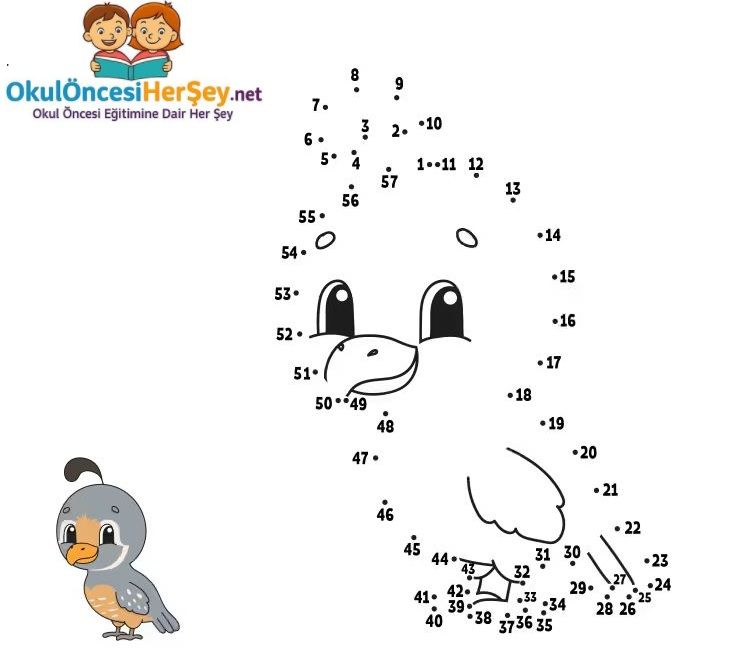 Çizgi Çalışmaları