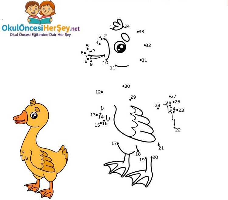 Çizgi Çalışmaları