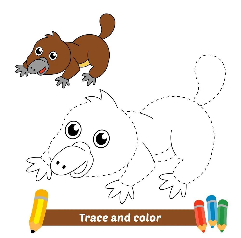 Çizgi Çalışmaları