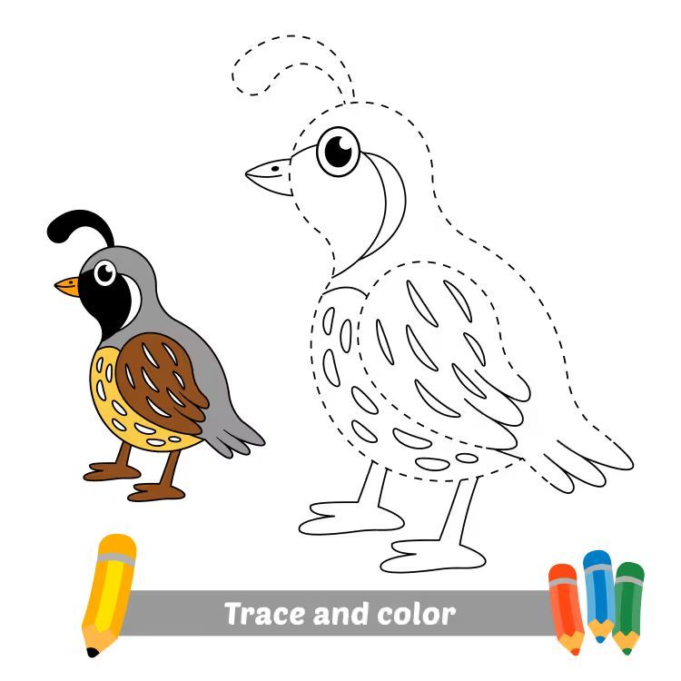 Çizgi Çalışmaları